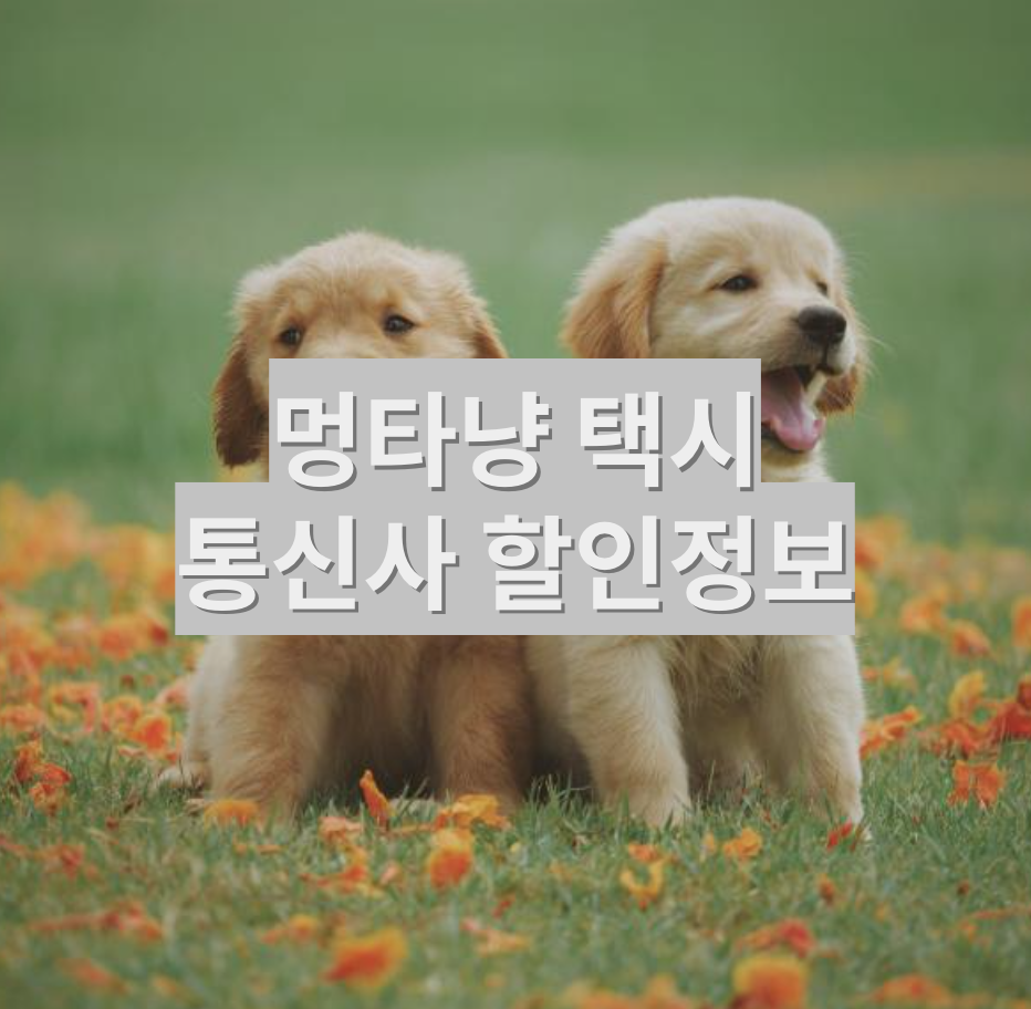  [SKT 통신사 할인] 펫택시 할인정보 - 멍타냥택시