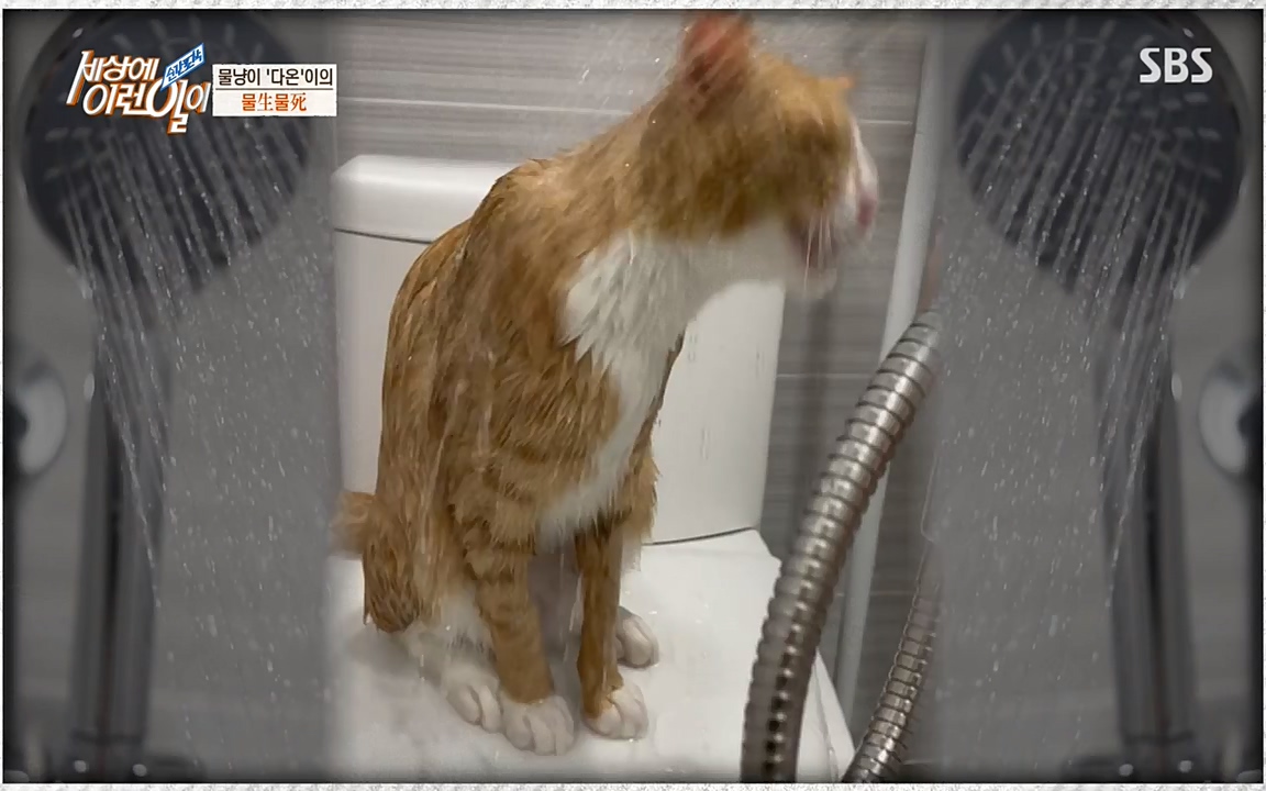 순간포착 세상에 이런일이.E1171.220316p-NEXT.mp4_20220316_184931.792.jpg