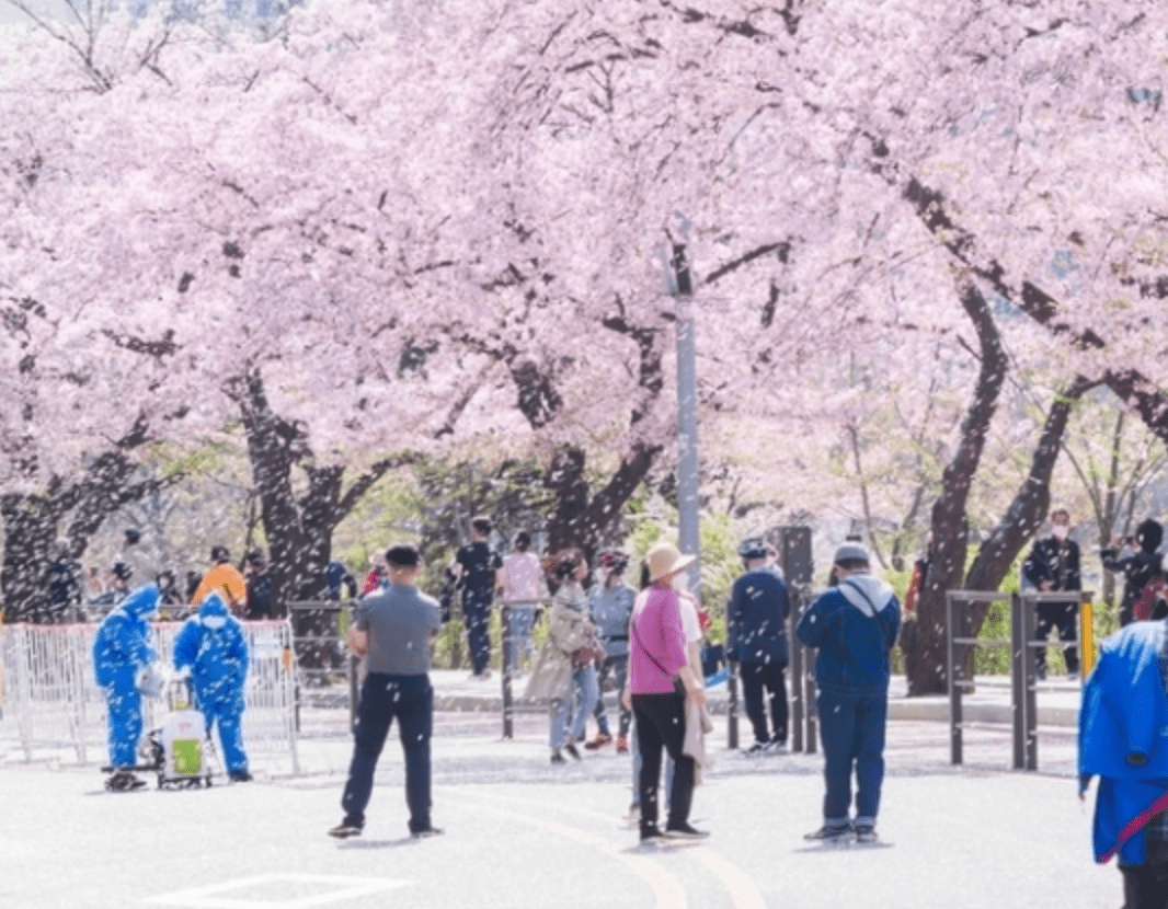 여의도 벚꽃축제 2024 실시간 개화현황 주차장 교통통제 일정보기