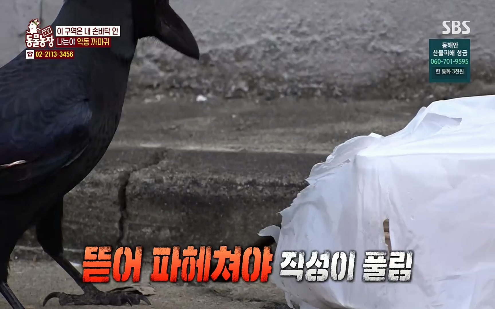 TV 동물농장.E1062.220327p.H264-F1RST.mp4_20220327_174430.437.jpg