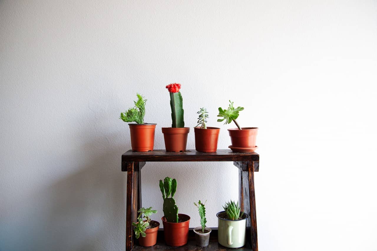 작은 공간 실내 식물 – 아담한 집에 어울리는 식물 배치법 - Indoor Plant Selection Tips for Beginners