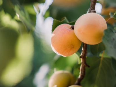살구 효능 10가지 19