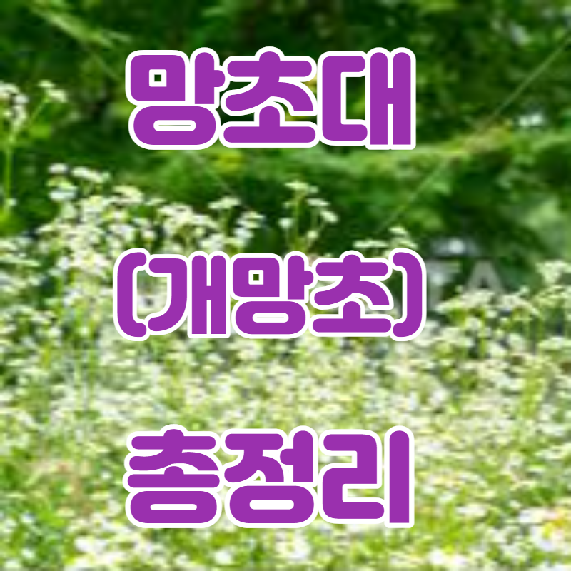 망초대(개망초) 나물 총정리