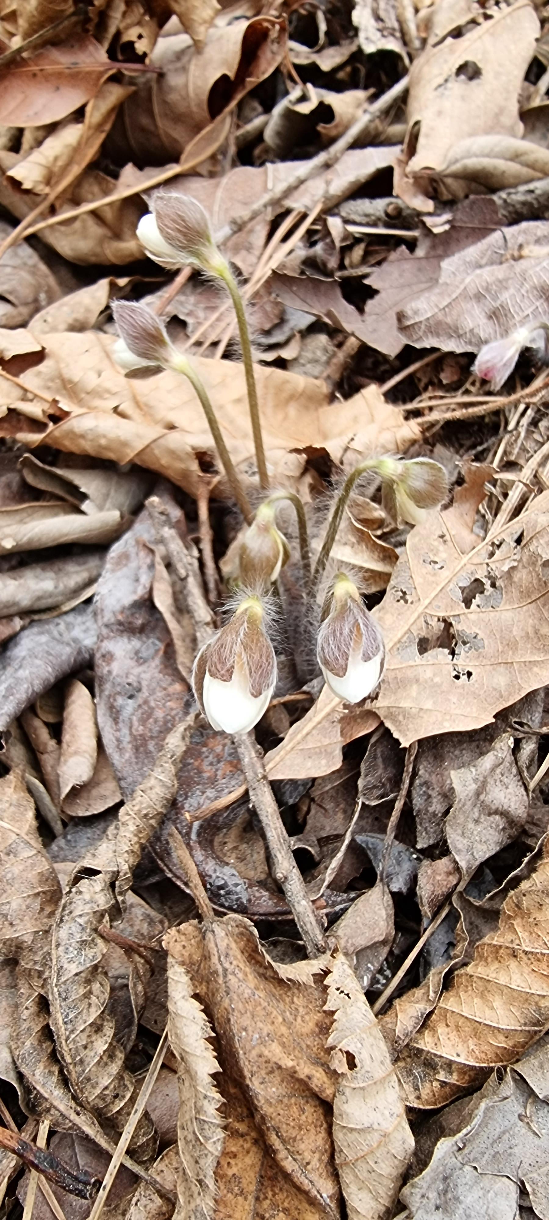 변산바람꽃 44