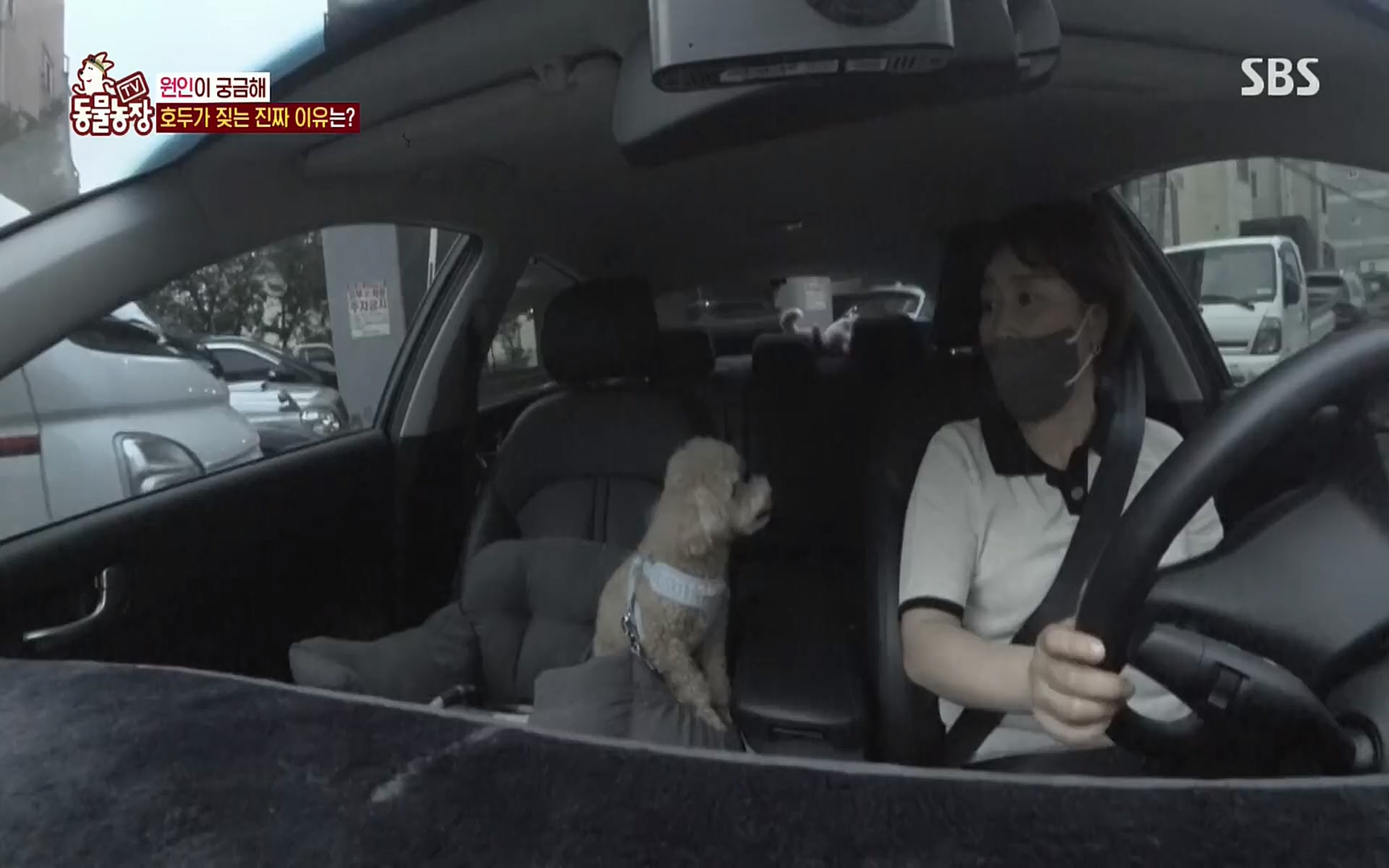 TV 동물농장.E1084.220828p.H264-F1RST.mp4_20220828_154044.494.jpg