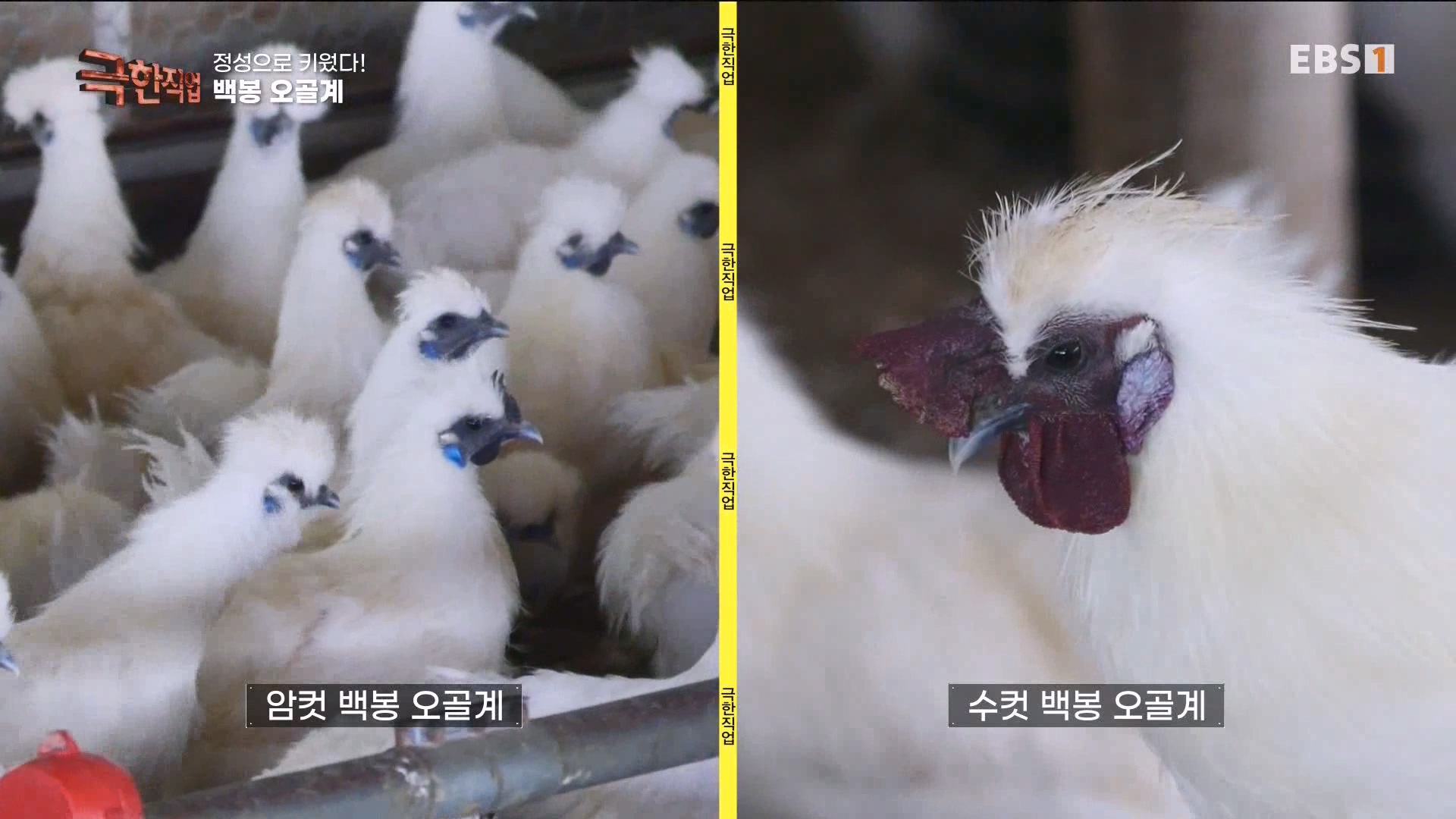 [극한 직업] 상황버섯, 백봉 오골계, 흑염소 230923.mp4_20230925_204214.097.jpg