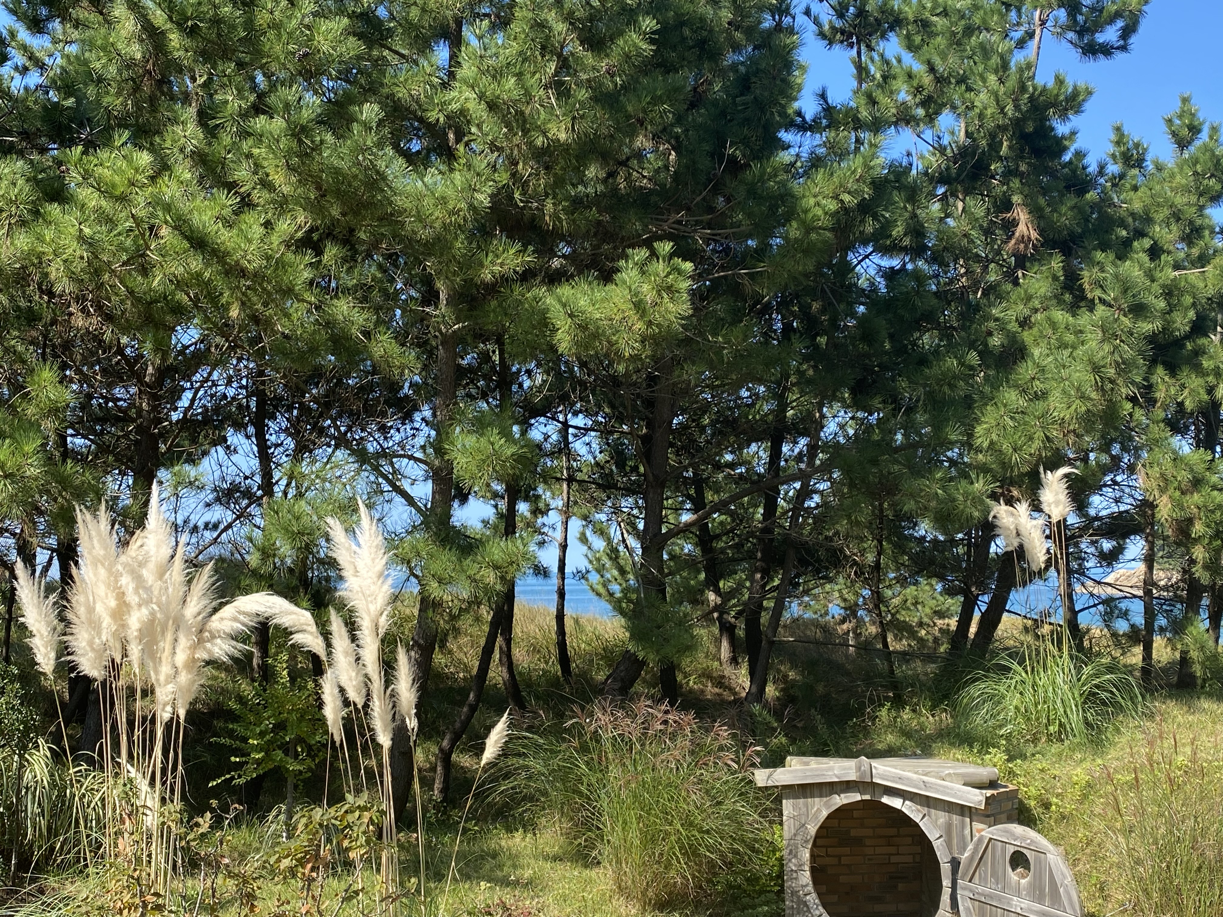 천리포수목원안에서 보이는 바다와 소나무