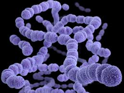  폐렴구균(Steptococcus Pneumococcus)