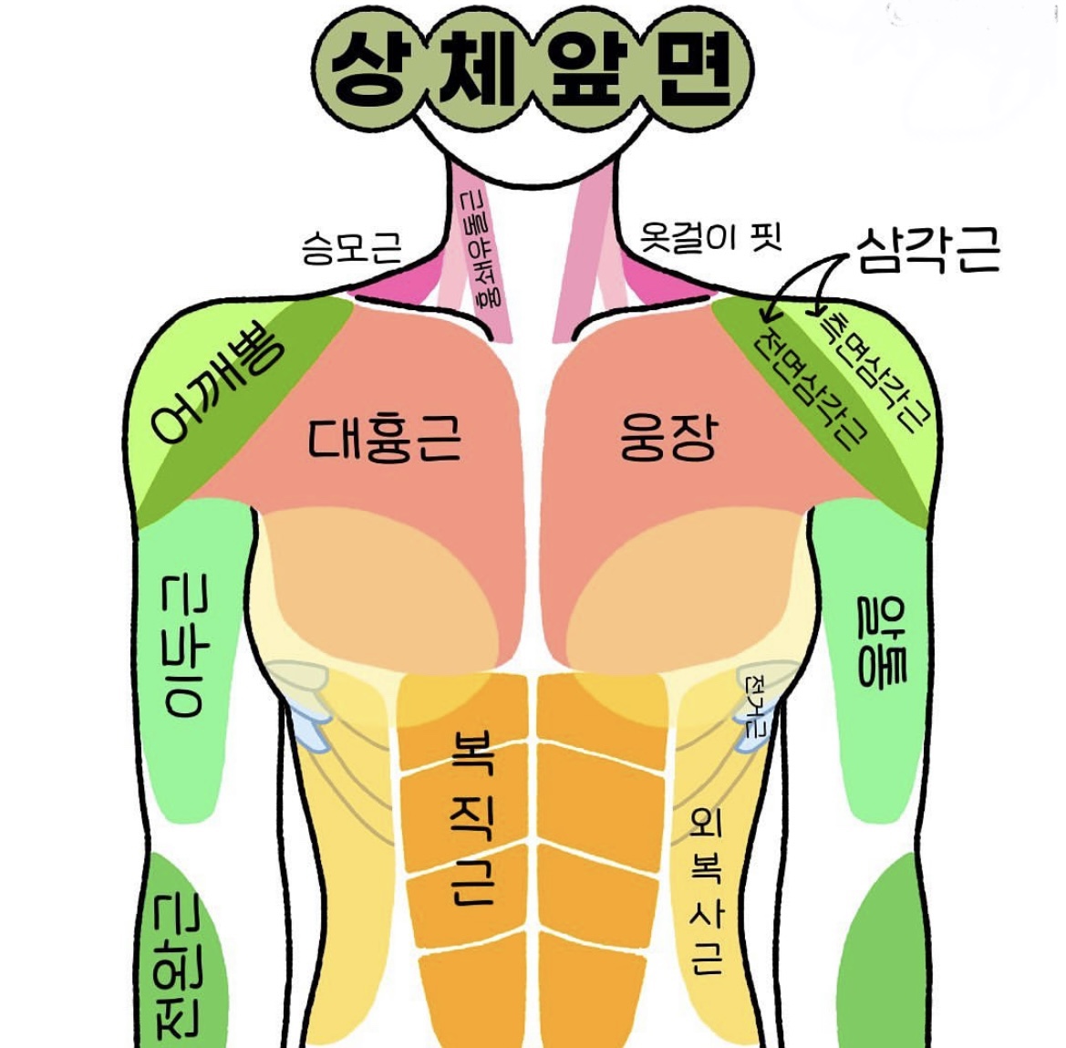  알아두면 좋은 근육 부위들(대근육,소근육)