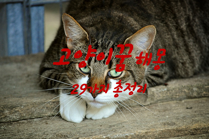  고양이꿈 해몽 29가지 총정리