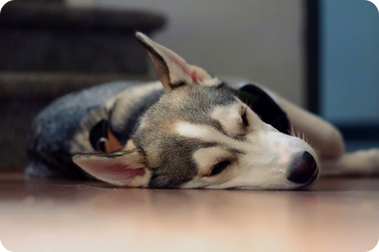 강아지가 잠꼬대하는 이유 5가지