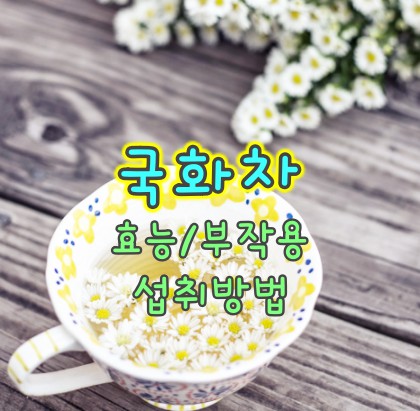 국화차-효능