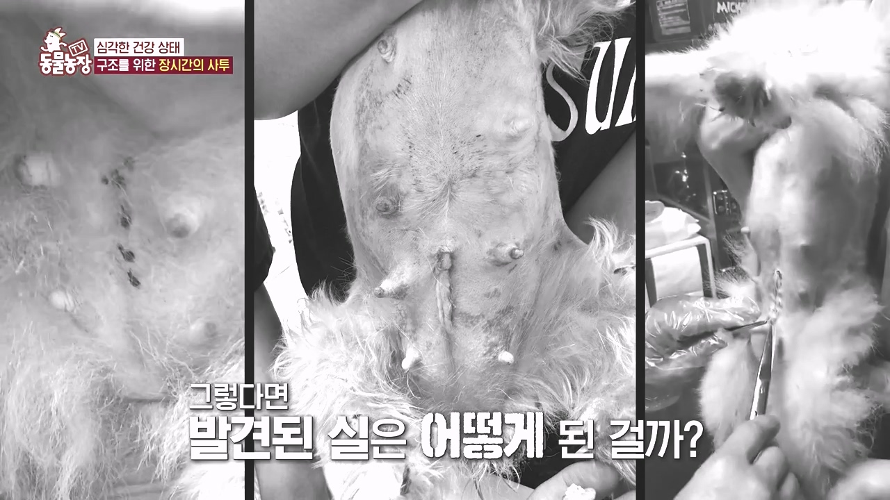 TV 동물농장.E1142.231023p-NEXT.mp4_20231022_173017.355.jpg