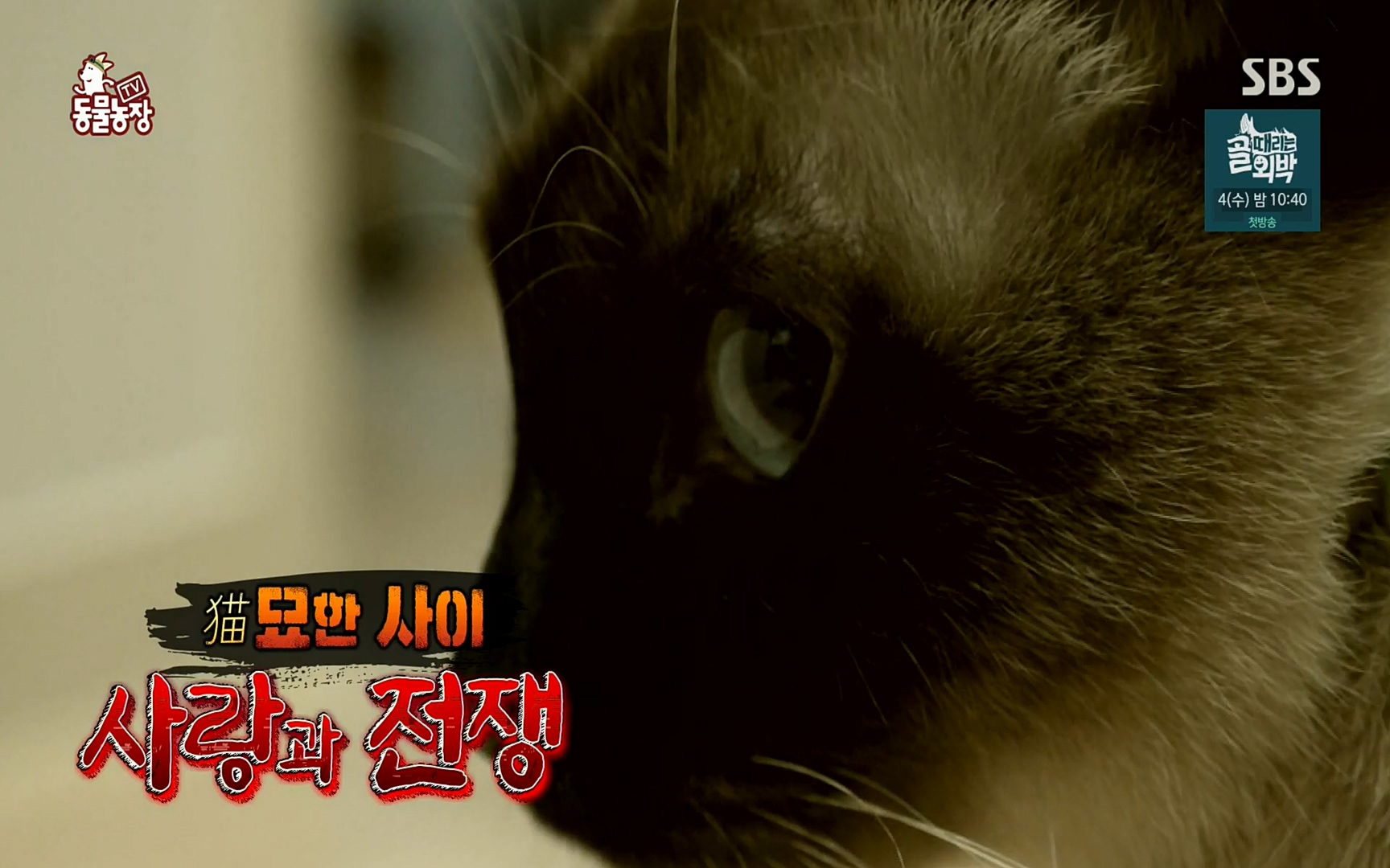 TV 동물농장.E1067.220501p.H264-F1RST.mp4_20220501_182223.866.jpg