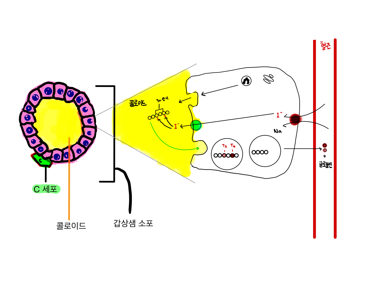  내분비 3 - 갑상선/부갑상선 