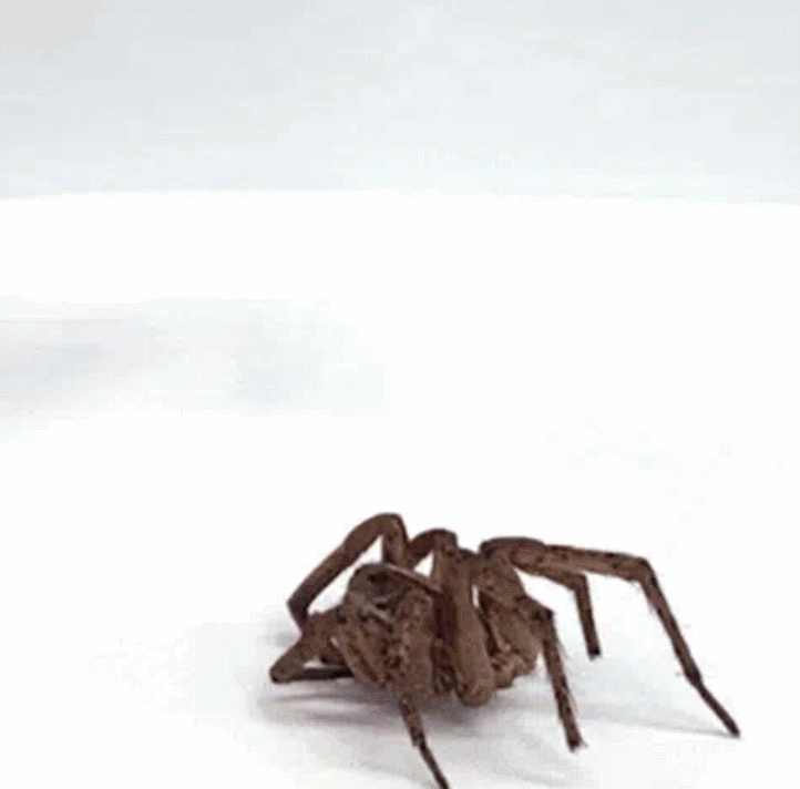  로봇 그립퍼로 환생한 죽은 거미 VIDEO: Necrobotics: Dead Spiders Reincarnated as Robot Grippers