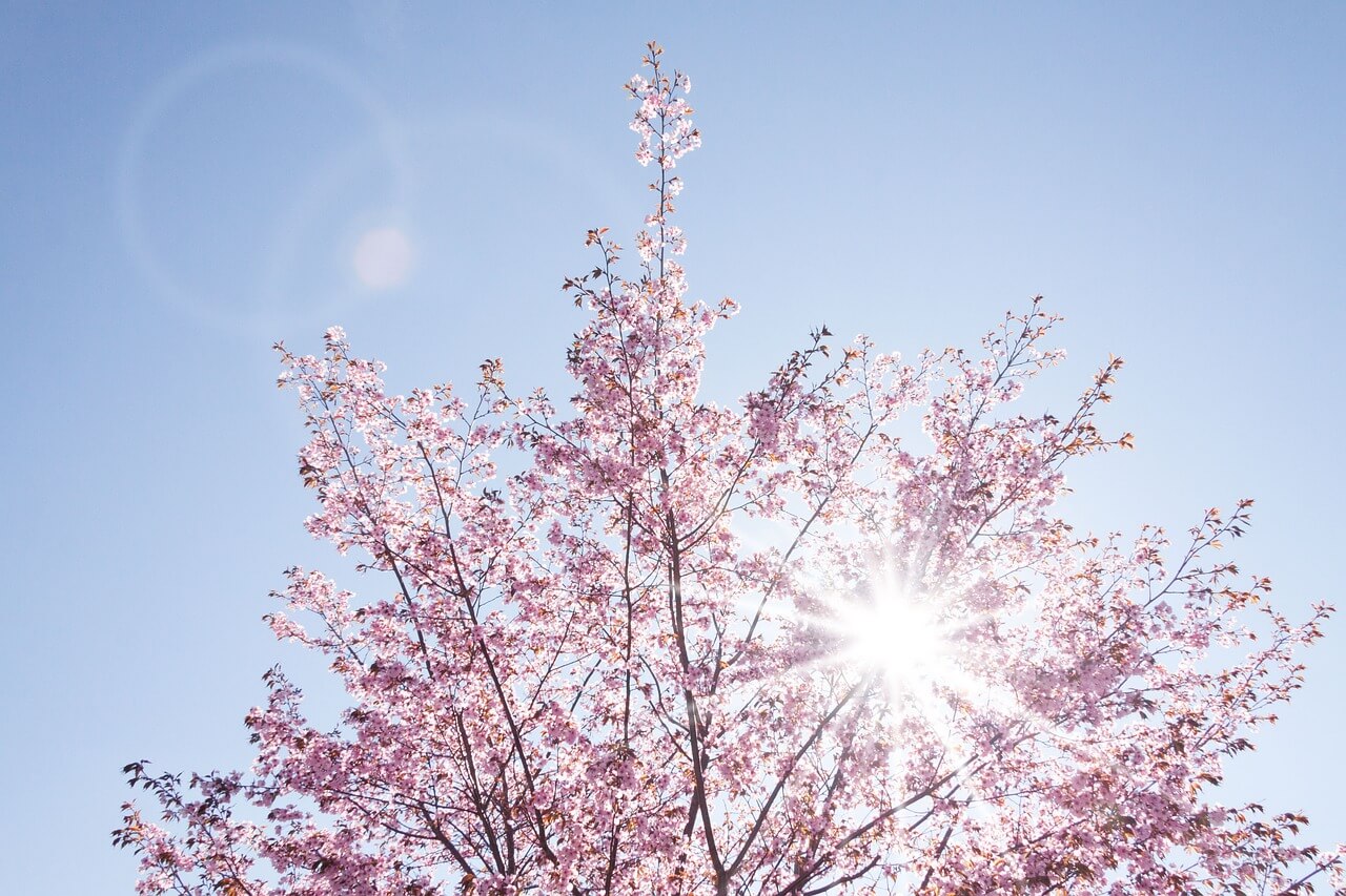 부산 벚꽃 축제