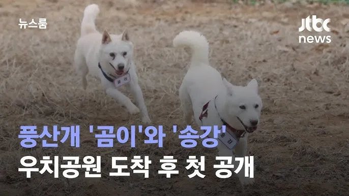 풍산개 분양 가격 수명 성격 장점 단점_6