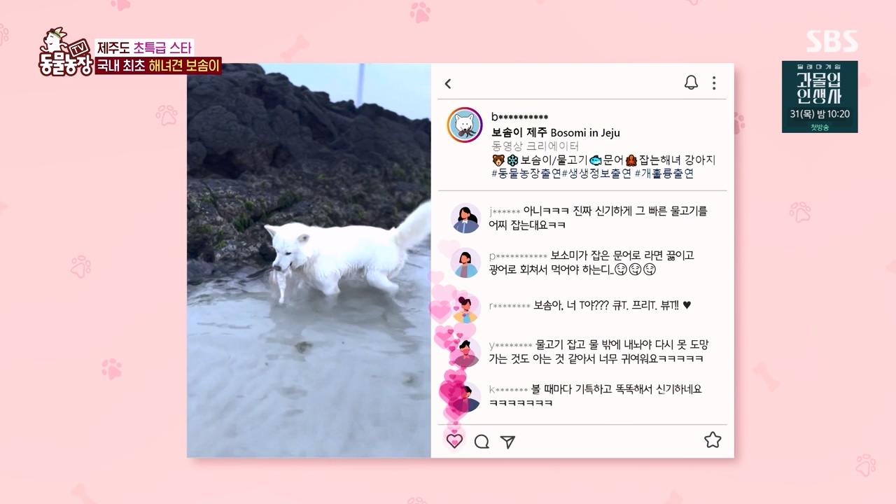 TV 동물농장.E1134.230821p-NEXT.mp4_20230820_193337.816.jpg