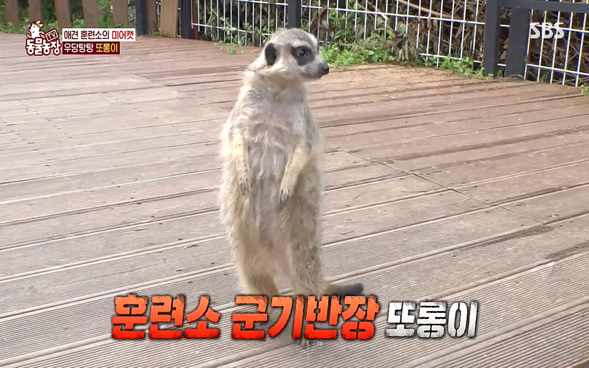 TV 동물농장.E1079.220725p-NEXT.mp4_20220724_151939.620.jpg