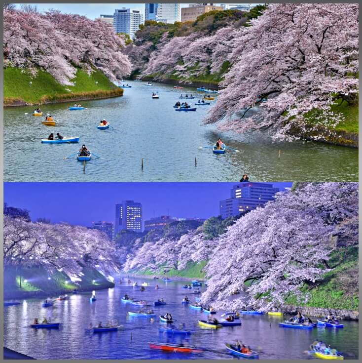 치도리카후치벚꽃-도쿄명소