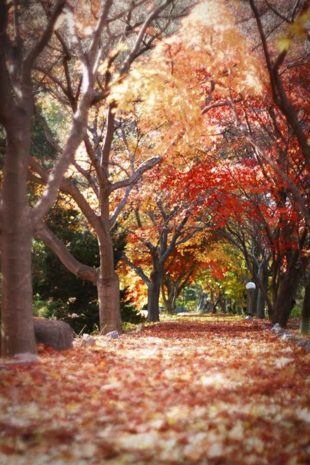 벽초지 수목원 국화축제