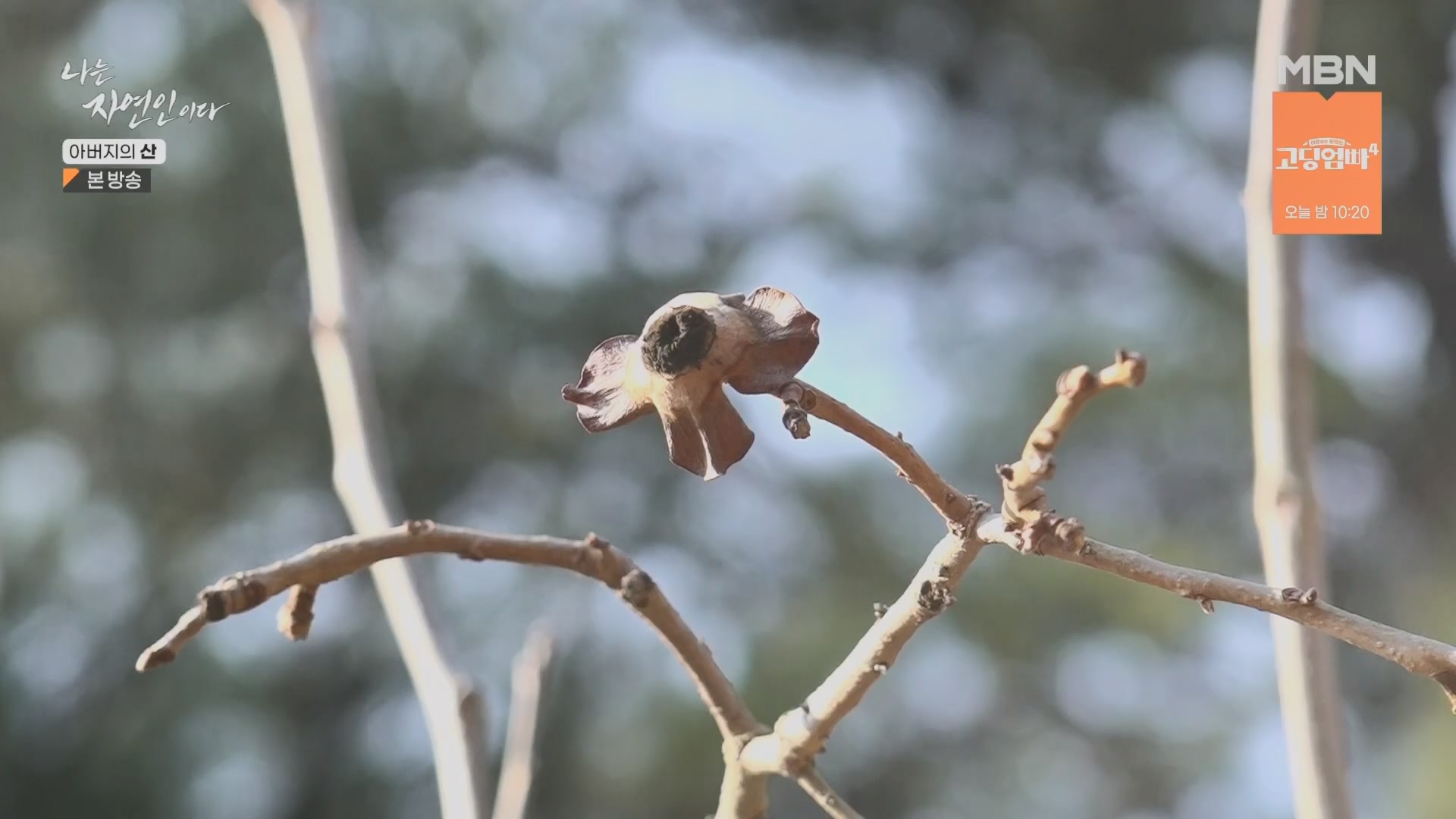 나는 자연인이다.E595.240228p.H264-F1RST.mp4_20240229_200112.808.jpg