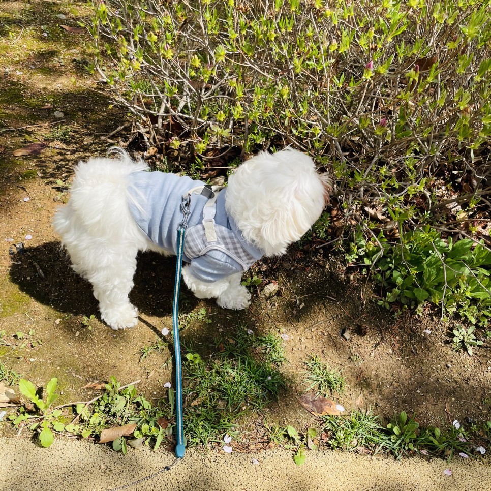 옷 쇼핑몰 강아지옷 쇼핑몰예쁜 20