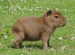 카피