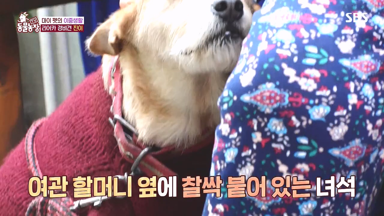 TV 동물농장.E1153.240108p-NEXT.mp4_20240107_173840.358.jpg
