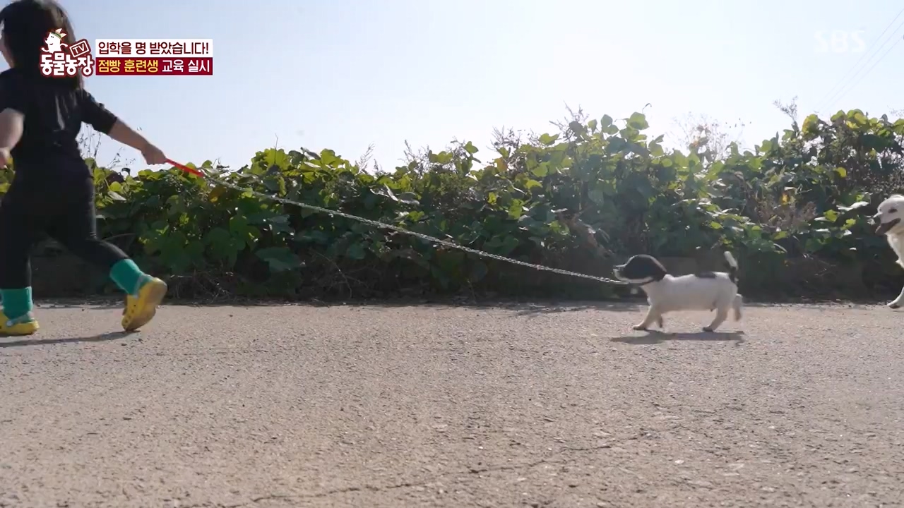 TV 동물농장.E1147.231127p-NEXT.mp4_20231126_170350.010.jpg