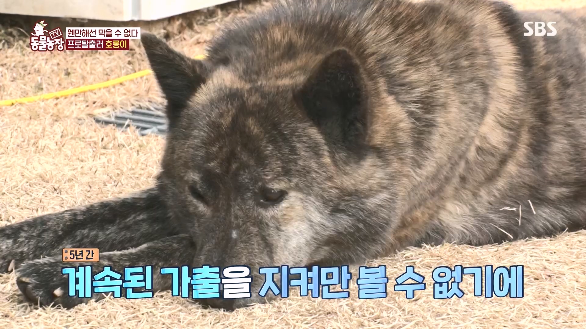 TV 동물농장.E1160.240225p.H264-F1RST.mp4_20240225_165134.215.jpg