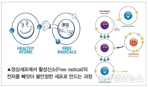 항산화 과정