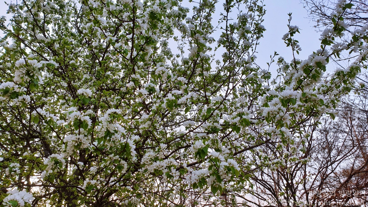 서울숲의 봄