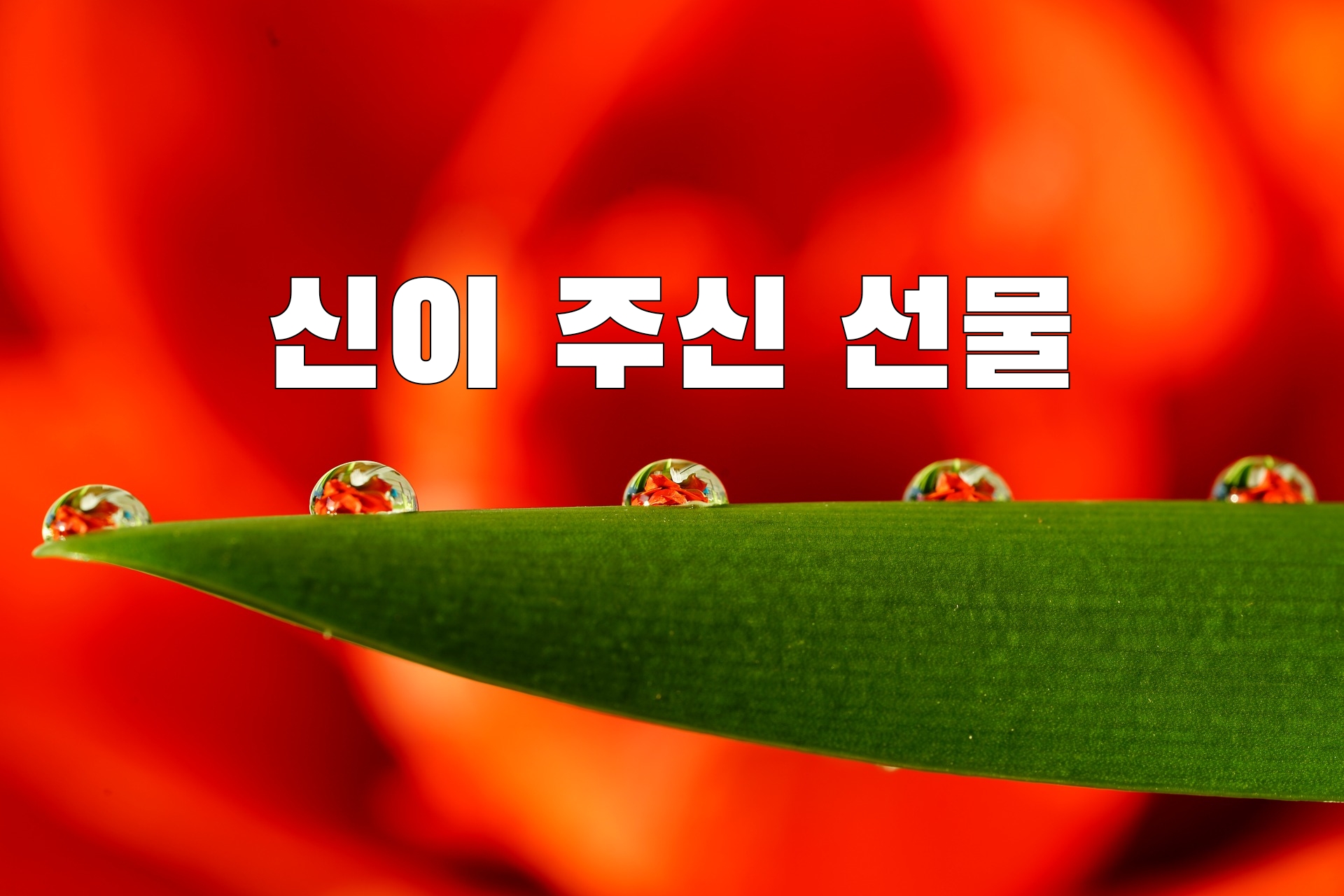  ️신이 주신 선물