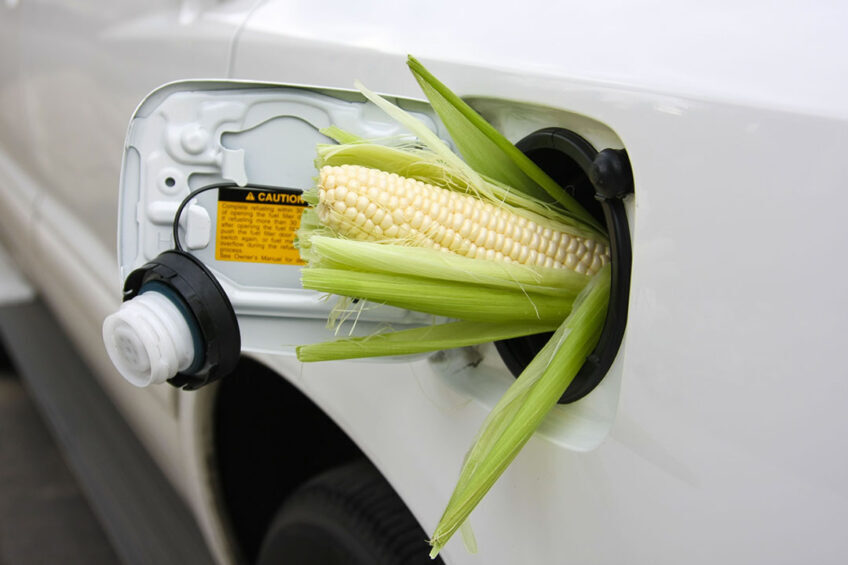  German biofuel industry in jeopardy, and so is feed production