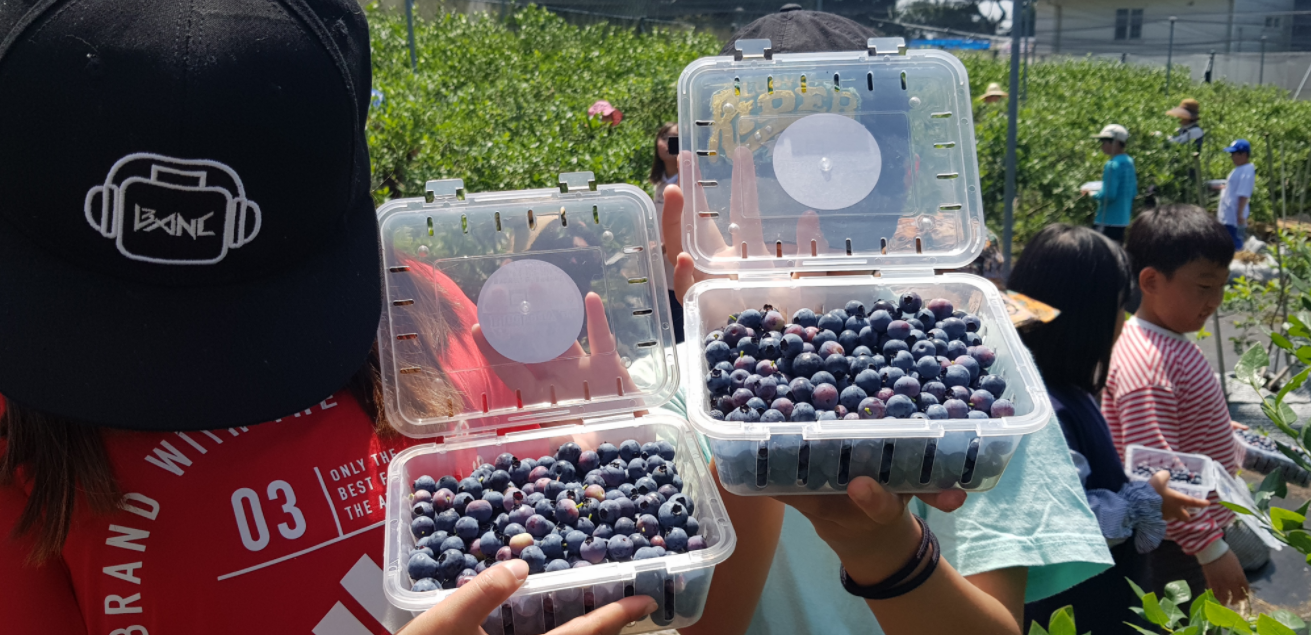  제주도 가볼 만한 곳 - 폴개협동조합 - 제주 웰니스 관광지 만남․즐김 치유 테마