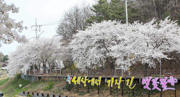 대청호_벚꽃축제
