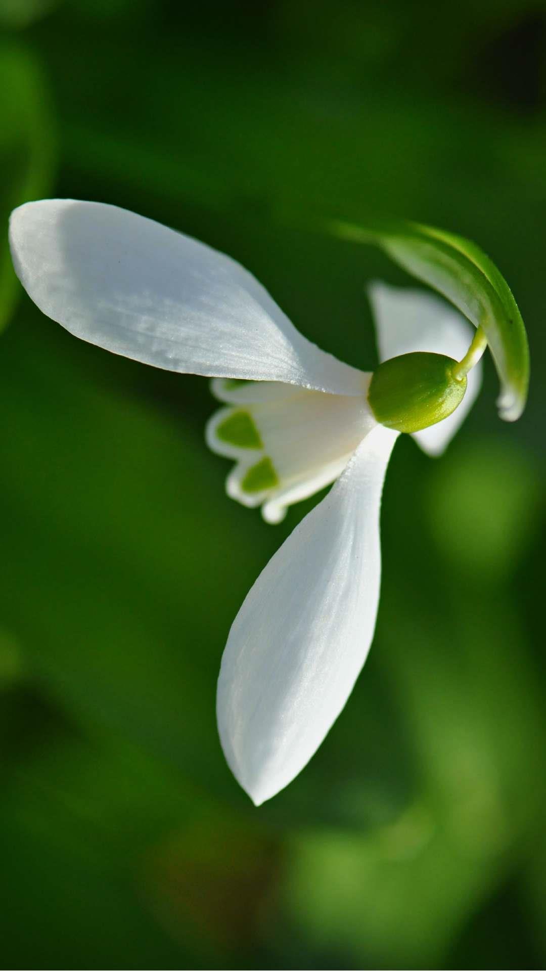 Snowdrop Flower iPhone Wallpaper