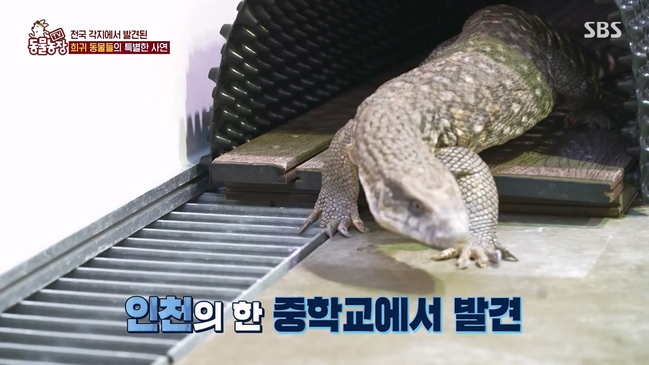 TV 동물농장.E1156.240129p-NEXT.mp4_20240128_191738.463.jpg