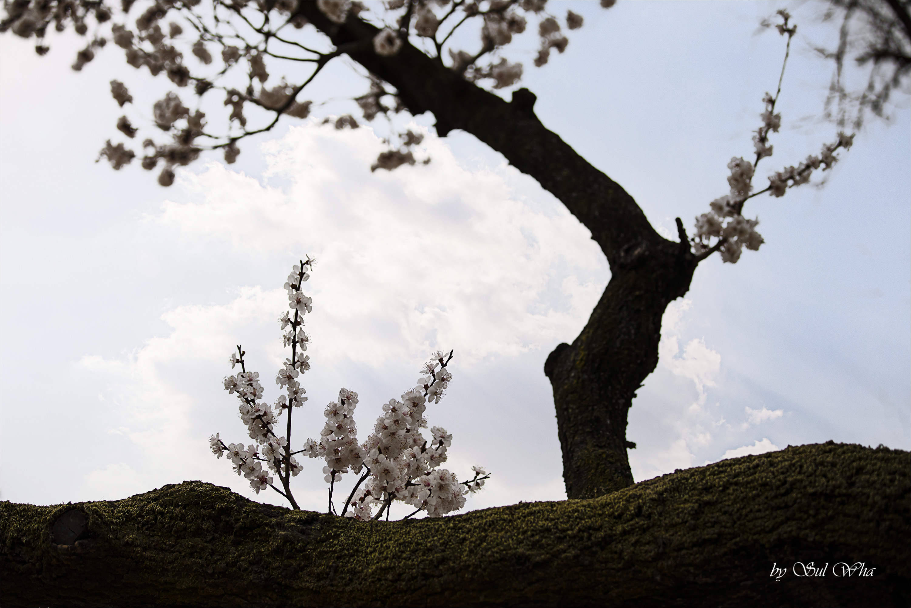 (창덕궁 만첩홍매화) ​​2023년 3월 28일 See More 16