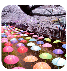 진해 군항제 축제 일정 및 주차장 위치