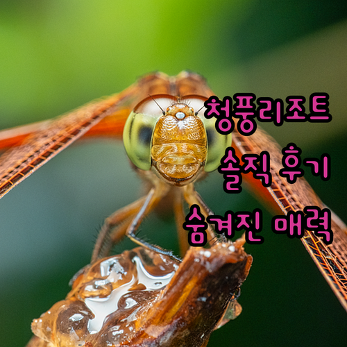 청풍리조트, 왜 가야 할까? 솔직 후