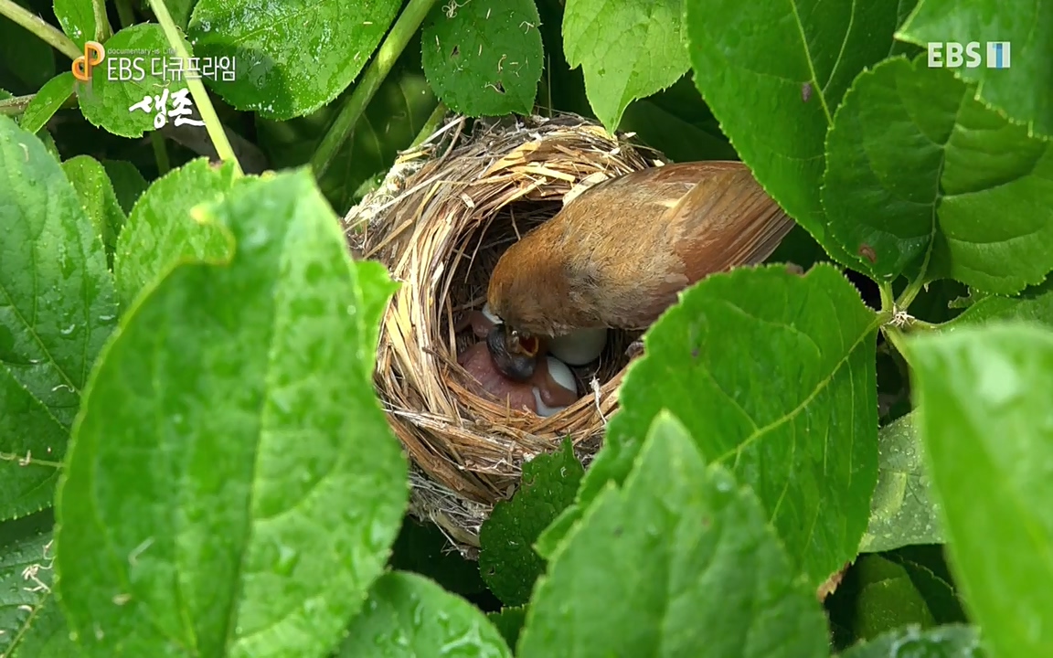 생존 3부_ EBS 다큐프라임_ 220629.avi_20220701_204334.350.jpg