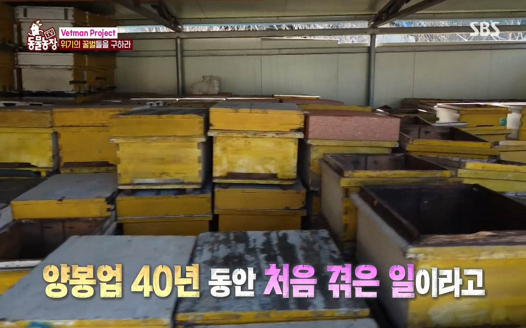 TV 동물농장.E1072.220605p.H264-F1RST.mp4_20220605_181143.599.jpg