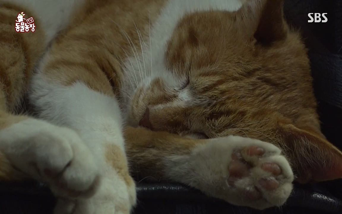 TV 동물농장.E1079.220725p-NEXT.mp4_20220724_151938.117.jpg