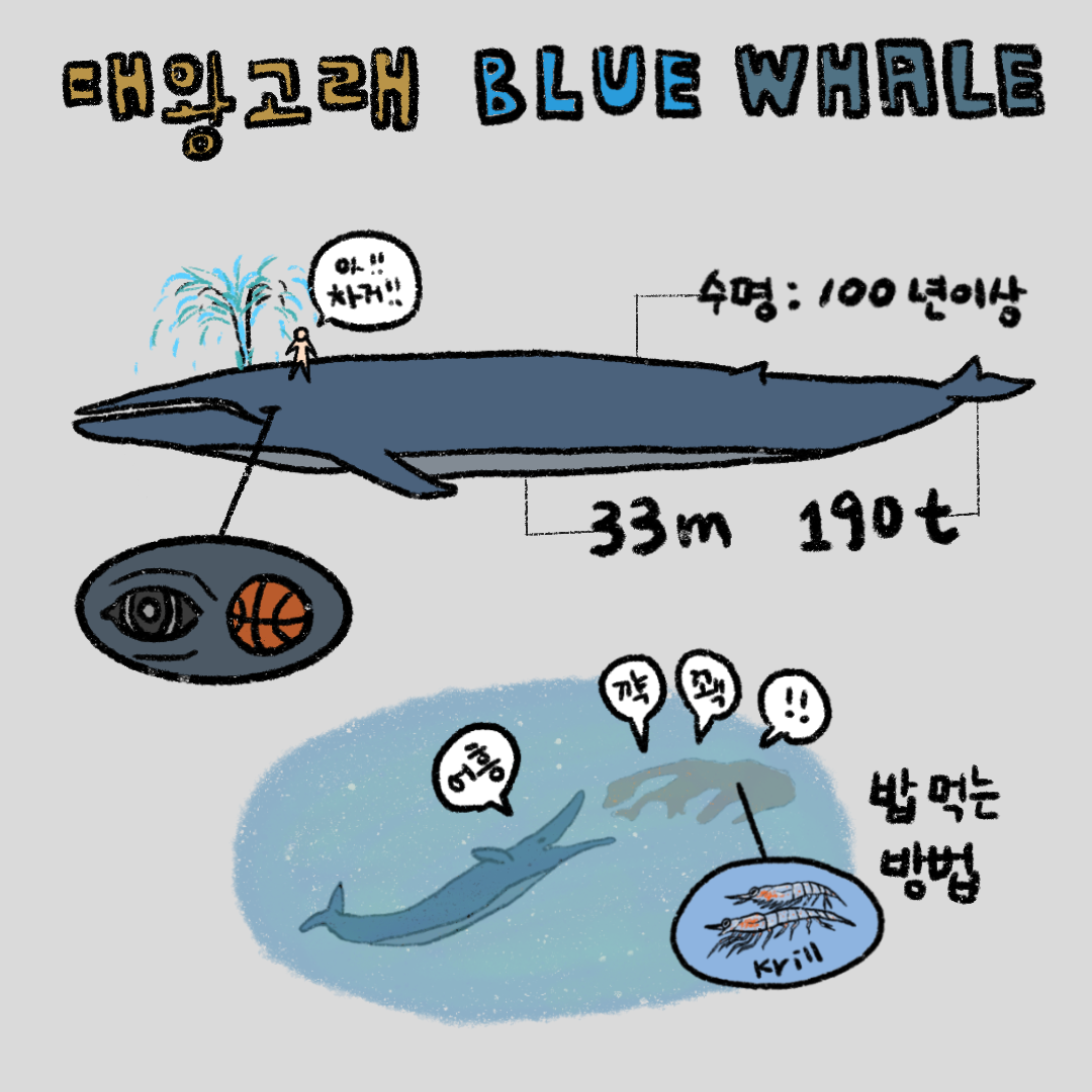 [해양 생물] 대왕 고래 - Blue Whale