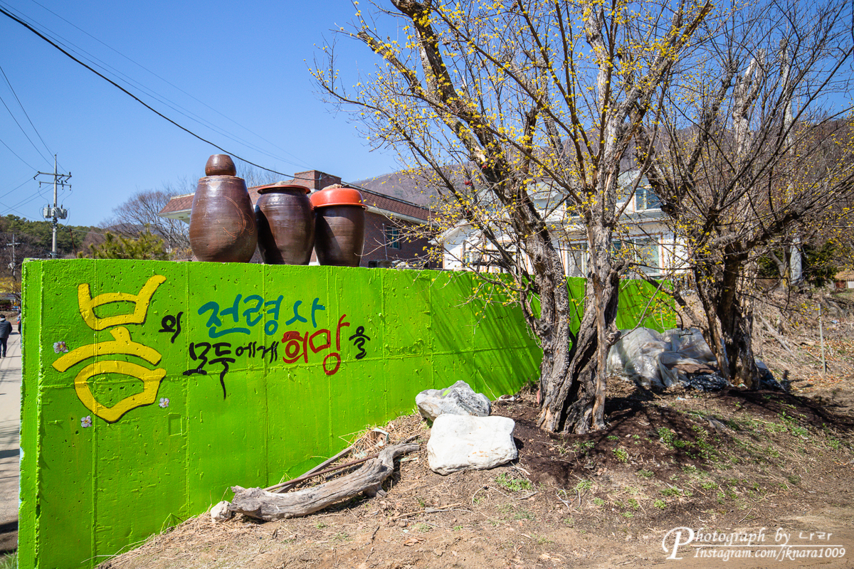  경기도 당일치기 여행  (이천 백사 산수유마을)