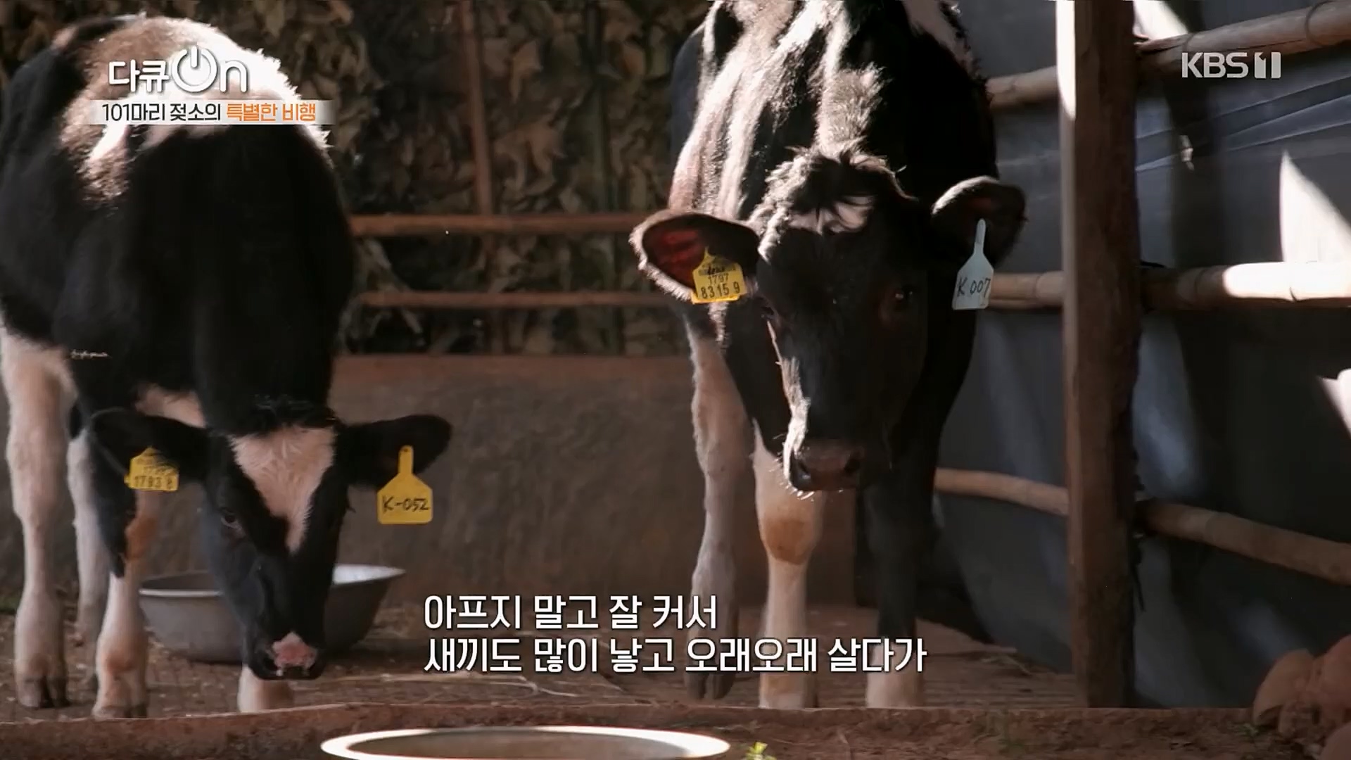 다큐 On.E184.230203p.H264-F1RST.mp4_20230211_175656.590.jpg