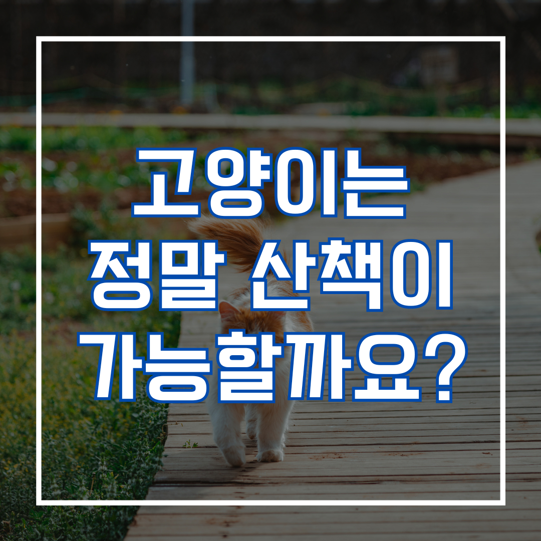 고양이는 정말 산책이 가능할까요?